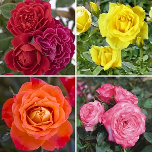 Rose Miniature Color Blazing Collection